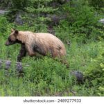 《炽天使之翼》独家直播平台大揭秘 gpfae