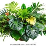 《湖南古剑奇谭》独家直播精彩看点全解析 il6xb0t0